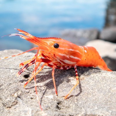 McatWhat's profile picture. Me ❤ 🦐

(banner art by FakerBuddHK on reddit)