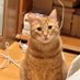 Karamel the cat (@sirkaramel) Twitter profile photo Karamel the cat (@sirkaramel) Twitter profile photo