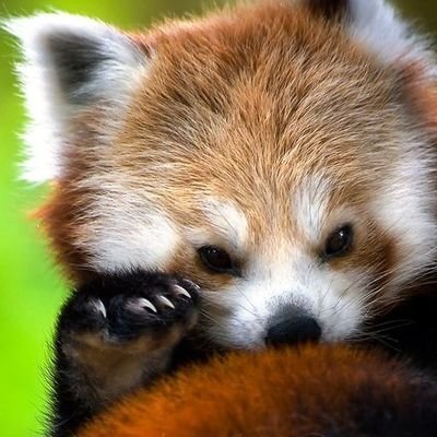 Hablo de mitología griega cuando bebo. Secuencio cositas. Cuenta para fandoms, Datos científicos que nadie ha pedido (y pandas).