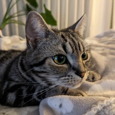 わがやのマドンナ🐈Qooクー【アメショ♀4歳】ささいな日常日記です(主に写真つぶやき🙇♀️ )モーニング巡りがブーム☀😋🍴/不登校気味学童期の母/ニャンコかわいさに「いいね」「フォロー」しちゃいます☺︎🤝☺︎
