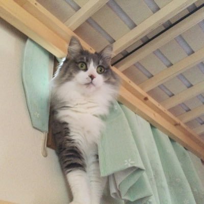 tanukoromanju01's profile picture. 参政党支持！ FX奮戦記と政治ネタ （※95%政治ネタです）スケさん、クロユキさん、100億円トレーダーさんから色々学ぶ。勝率50〜60%RR1対2から5。この検証結果を元にリアルに挑戦中！
