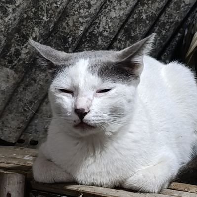 ardiwaelah043's profile picture. Nitrograph