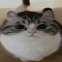 Mag (@maagcoon_) 's Twitter Profile
