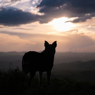 LCNITJ's profile picture. Tech || Finanace