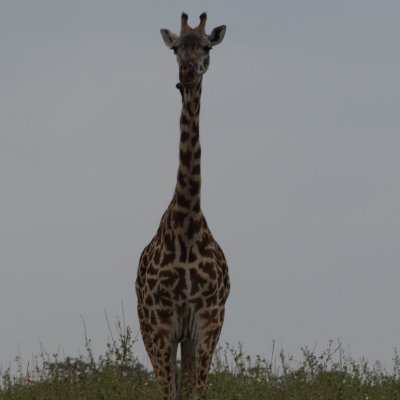 HakunaHaki's profile picture. Freedom and dignity every time