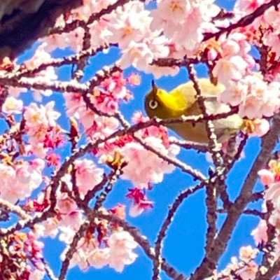 園長の啄木鳥イツキ(Kitsutsuki Itsuki)です!プラネットズー(For PlayStation5)をやっています。初心者🔰ですが、精進していきます。 Hello, I'm Itsuki. I play the game