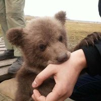 Delia (@bearbearbinks) 's Twitter Profile