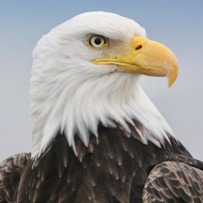 1st&2nd = Freedom. Term Limits. Limited Government. America first and OMG I'm a Jew. Don't like that - fuck you. NO DMs!!!!