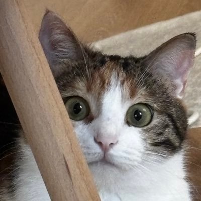 ferospelos's profile picture. bir buşuk yaşımda gidink bir bayamim bemden nefrrd edem 5 abbam 2 abim bar en sefdiim yas mamik memo bi de biras üfke piroblemlerim va🤭🤍