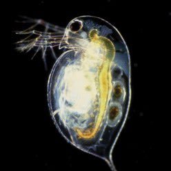 kawaikoperoncho's profile picture. おい！