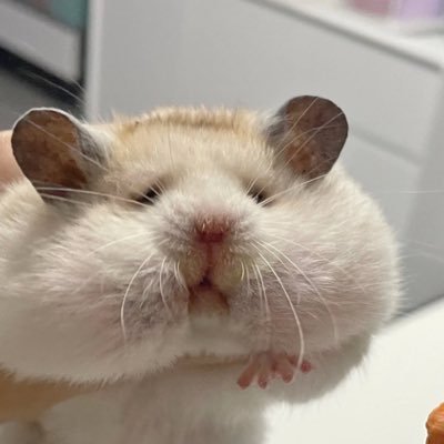 nyankann's profile picture. 対テレフォーマー毒薬代52800円 映画→ @nyanmovie