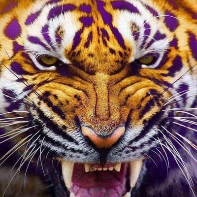 Pro-Life Christian, husband, father, Assistant Football and Track Coach at Hahnville High School. 35th year of teaching and coaching!
