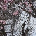 average_bein_g's profile picture. The courageous fallen! The anguished fallen!
Barca Forever ❤️💙