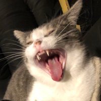 Philemona Lemonade (@philemonalemon) 's Twitter Profile