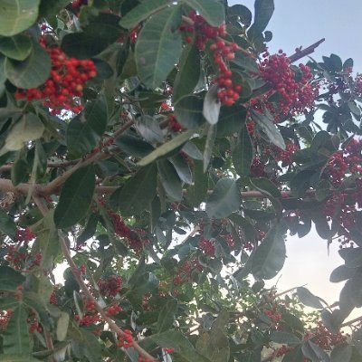 RogueVeronika's profile picture. 