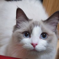 名無しの猫𓃠ラグドール (@iam774cat) 's Twitter Profile
