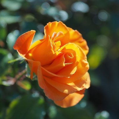 Bokep_jav_qrrVc's profile picture. 