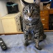 dawn🇨🇦🐈🐈🐈 NO PRIVATE MESSAGES (@dawn5651) 's Twitter Profile Photo dawn🇨🇦🐈🐈🐈 NO PRIVATE MESSAGES (@dawn5651) 's Twitter Profile Photo