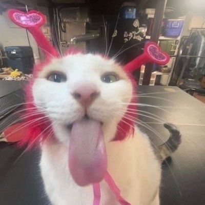 evasurlenet's profile picture. 🪩