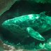 Whale Watch Kalshi (@kalshiwhales) Twitter profile photo Whale Watch Kalshi (@kalshiwhales) Twitter profile photo