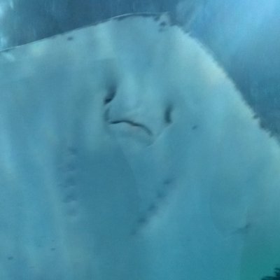 Katomiauさんのプロフィール画像