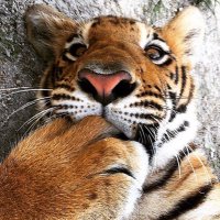 𝓢 (@snakefleur) 's Twitter Profile Photo 𝓢 (@snakefleur) 's Twitter Profile Photo
