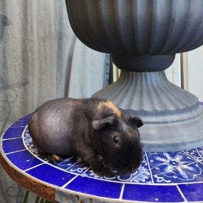 Boar gunieapig. Looking for lady sow gunieapig.
Interested in makin bacon.
