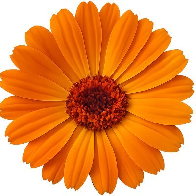 CalendulaLabs's profile picture. We Provide Software Development & IT Services For Enterprise Customers