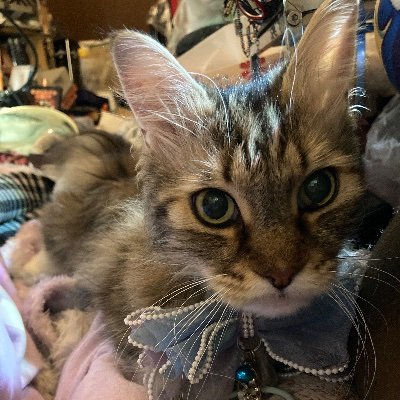 RIN1silkhc4495's profile picture. 