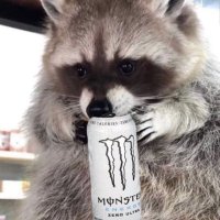 Raccoon (@eepytrashpanda) 's Twitter Profile