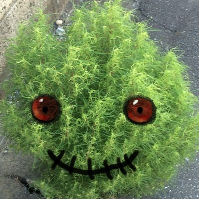 🌳さんのプロフィール画像