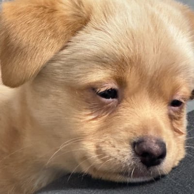 iwoonさんのプロフィール画像
