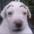 ctzraigyeut5w34's profile picture. 래퍼여친이 강아지일 수도 있는 거임?