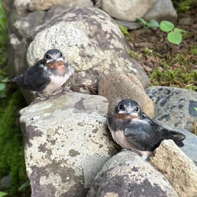 maki_famm202507's profile picture. Fammスクール2025年7月期生 | webデザイン🔰 | 5歳👦🏻3歳👧🏻アラサーママ | 無言フォロー&いいね失礼いたします🌱| よろしくお願いします😊