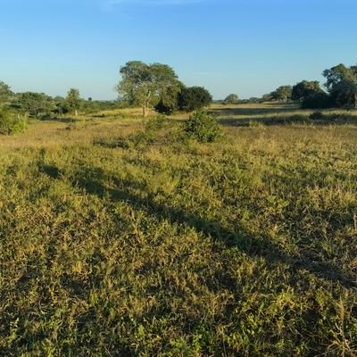 NdzaloYanga's profile picture. Providing healthy, nutritious products to all.