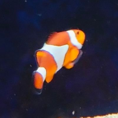 sol95608889's profile picture. COMMISSIONS OPEN!!!
INTP

tik tok: tuo_xxie
ig: tatito_aguado

commss sold: 0