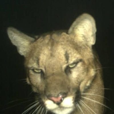 tammytrmdl's profile picture. .... pain killer