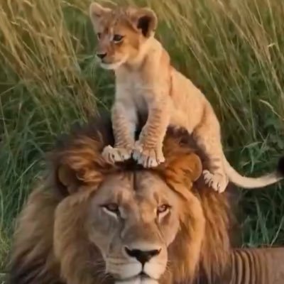 ShahHaroon87431's profile picture. میری زمین میرا حوالہ