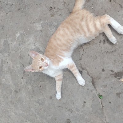 luca_537446's profile picture. 