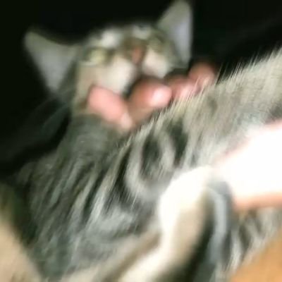 privatteraden's profile picture. some fairytales always coexist with tragedy. alcl and scjh enthusiast. homo dan halu.