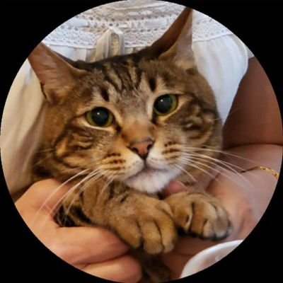 nyanko_toratarouさんのプロフィール画像