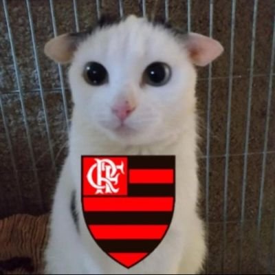 sebingola's profile picture. ni hao fyne shit