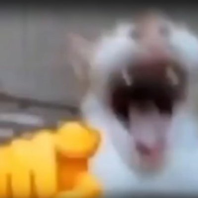 @Agushera04 priv account for weird shit. Mostly hornyposting and rants/Venting
DNF/DNI if you are a Minor.