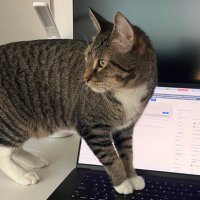 luke da cat (@mungbeanster) 's Twitter Profile Photo luke da cat (@mungbeanster) 's Twitter Profile Photo