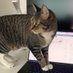 luke da cat (@mungbeanster) Twitter profile photo luke da cat (@mungbeanster) Twitter profile photo