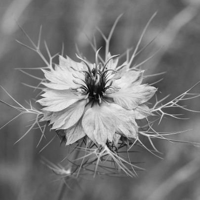 IsaiahIlo1's profile picture. 