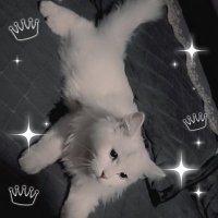 ام سلطان الجهمي 🇸🇦🇸🇦 (@mtyby21916) Twitter profile photo