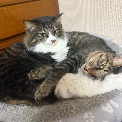 えんぞさんのプロフィール画像