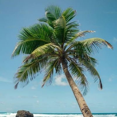 kku527's profile picture. #BG