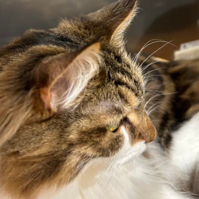 MiraKnightley's profile picture. 雑魚マスター代表